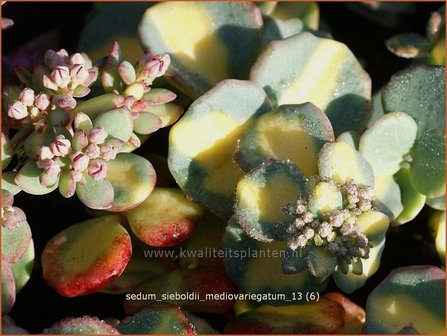 Sedum sieboldii &#039;Mediovariegatum&#039; | Vetkruid | Oktober-Fettblatt