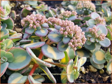 Sedum sieboldii &#039;Mediovariegatum&#039; | Vetkruid | Oktober-Fettblatt