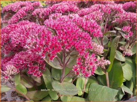 Sedum telephium &#039;Thunderhead&#039; | Hemelsleutel, Vetkruid | Grosse Fetthenne