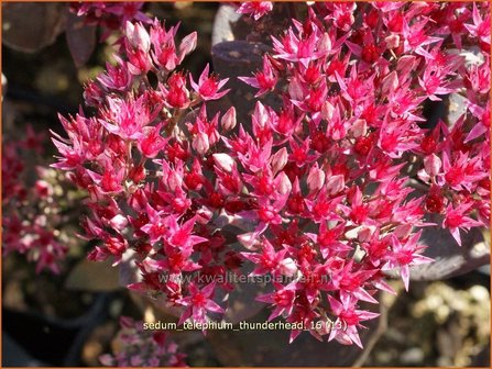 Sedum telephium &#039;Thunderhead&#039; | Hemelsleutel, Vetkruid | Grosse Fetthenne