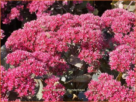 Sedum telephium &#039;Thunderhead&#039; | Hemelsleutel, Vetkruid | Grosse Fetthenne