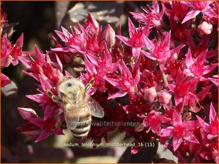 Sedum telephium &#039;Thunderhead&#039; | Hemelsleutel, Vetkruid | Grosse Fetthenne