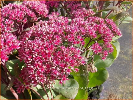 Sedum telephium &#039;Thunderhead&#039; | Hemelsleutel, Vetkruid | Grosse Fetthenne