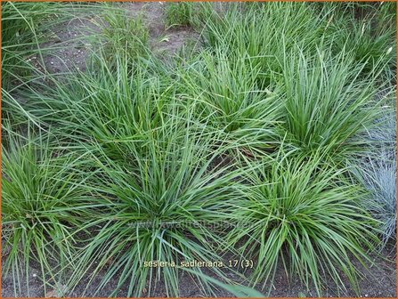 Sesleria sadleriana | Blauwgras | Pannonisches Blaugras