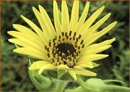 Silphium laciniatum | Kompasplant, Zonnekroon | Geschlitztbl&auml;ttrige Kompa&szlig;pflanze