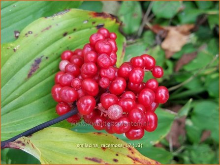 Smilacina racemosa | Valse salomonszegel, Troslelietje | Traubiges Duftsiegel