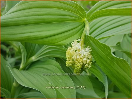 Smilacina racemosa | Valse salomonszegel, Troslelietje | Traubiges Duftsiegel