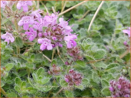 Thymus praecox &#039;Mountain Select&#039; | Kruiptijm, Tijm | Fr&uuml;hbl&uuml;hender Thymian