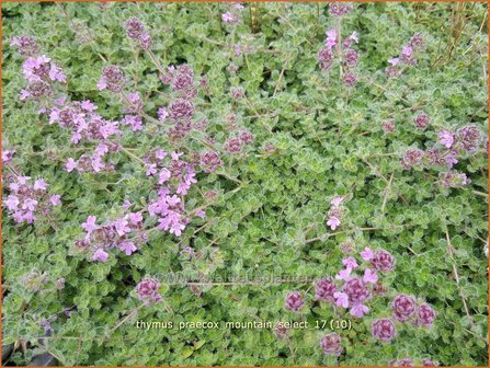 Thymus praecox &#039;Mountain Select&#039; | Kruiptijm, Tijm | Fr&uuml;hbl&uuml;hender Thymian