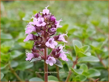 Thymus pulegioides &#039;Tabor&#039; | Grote tijm, Tijm | Feld-Thymian