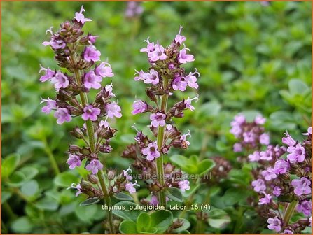 Thymus pulegioides &#039;Tabor&#039; | Grote tijm, Tijm | Feld-Thymian