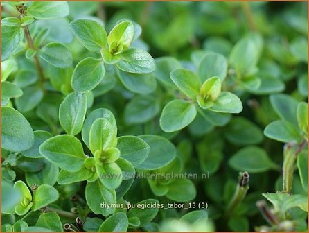 Thymus pulegioides &#039;Tabor&#039; | Grote tijm, Tijm | Feld-Thymian