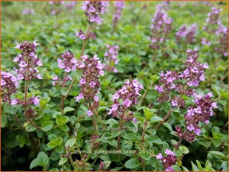 Thymus pulegioides &#039;Tabor&#039; | Grote tijm, Tijm | Feld-Thymian