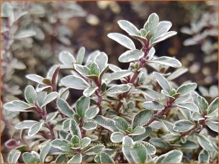 Thymus vulgaris &#039;Silver Posie&#039; | Kruiptijm, Tijm | Echter Thymian