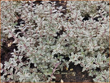 Thymus vulgaris &#039;Silver Posie&#039; | Kruiptijm, Tijm | Echter Thymian