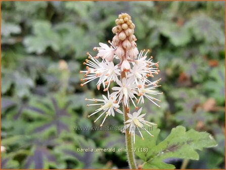 Tiarella &#039;Emerald Ellie&#039; | Schuimbloem, Perzische muts | Schaumbl&uuml;te