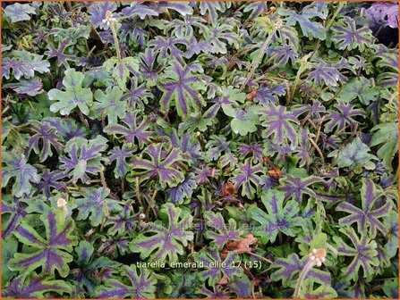 Tiarella &#039;Emerald Ellie&#039; | Schuimbloem, Perzische muts | Schaumbl&uuml;te