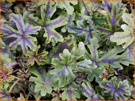 Tiarella &#039;Emerald Ellie&#039; | Schuimbloem, Perzische muts | Schaumbl&uuml;te