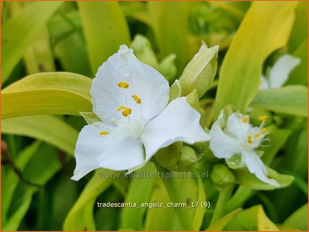 Tradescantia &#039;Angelic Charm&#039; | Eendagsbloem, Vaderplant, Matrozensla | Dreimasterblume