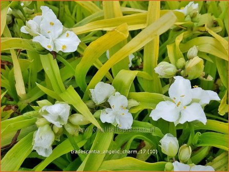 Tradescantia &#039;Angelic Charm&#039; | Eendagsbloem, Vaderplant, Matrozensla | Dreimasterblume