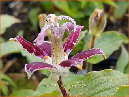 Tricyrtis &#039;Dr. Hiraos Strain&#039; | Armeluisorchidee, Paddenlelie | Kr&ouml;tenlilie