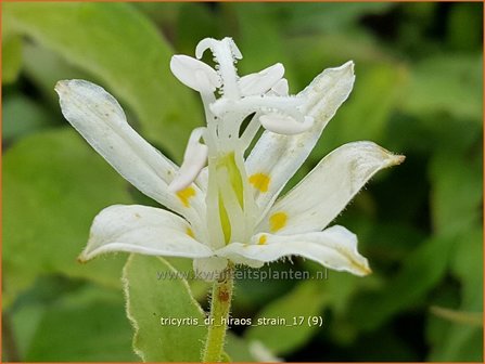 Tricyrtis &#039;Dr. Hiraos Strain&#039; | Armeluisorchidee, Paddenlelie | Kr&ouml;tenlilie