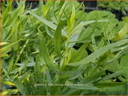 Artemisia dracunculus &#039;French Dragon&#039; | Franse dragon, Drakenkruid, Alsem, Bijvoet | Estragon