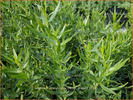 Artemisia dracunculus &#039;French Dragon&#039; | Franse dragon, Drakenkruid, Alsem, Bijvoet | Estragon