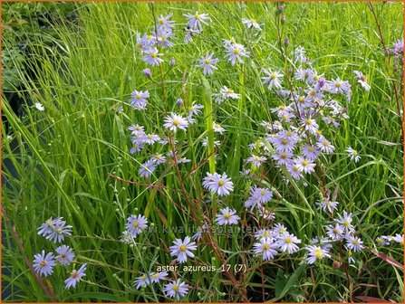 Aster azureus | Hemelaster, Aster | Himmelblaue Aster