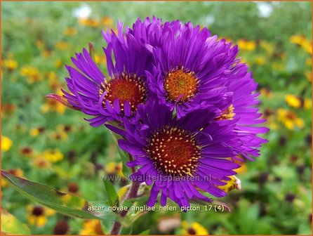 Aster novae-angliae &#039;Helen Picton&#039; | Nieuw-Engelse aster, Herfstaster, Aster | Raublatt-Aster