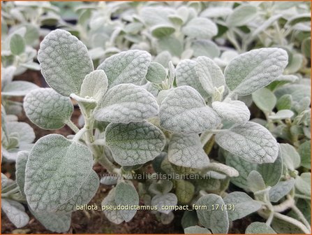 Ballota pseudodictamnus &#039;Compact Form&#039; | Valse vuurwerkplant | Kretische Schwarznessel