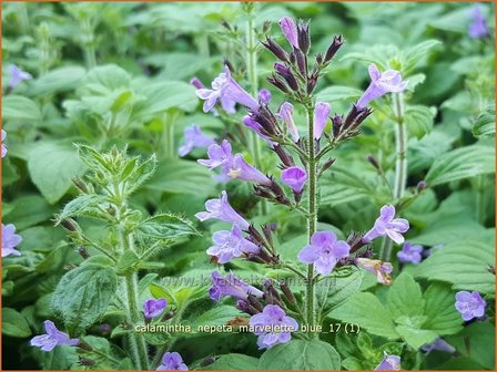 Calamintha nepeta &#039;Marvelette Blue&#039; | Bergsteentijm, Steentijm | Kleinbl&uuml;tige Bergminze