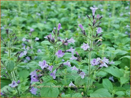 Calamintha nepeta &#039;Marvelette Blue&#039; | Bergsteentijm, Steentijm | Kleinbl&uuml;tige Bergminze