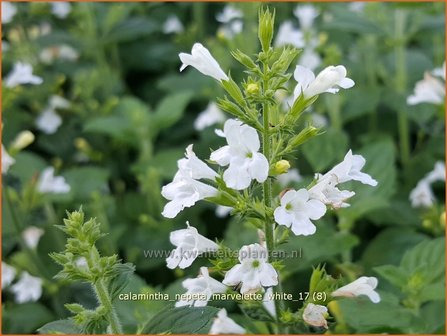 Calamintha nepeta &#039;Marvelette White&#039; | Bergsteentijm, Steentijm | Kleinbl&uuml;tige Bergminze