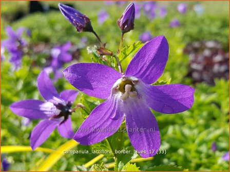 Campanula lactiflora &#039;Border Blues&#039; | Klokjesbloem | Dolden-Glockenblume