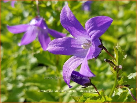 Campanula lactiflora &#039;Border Blues&#039; | Klokjesbloem | Dolden-Glockenblume