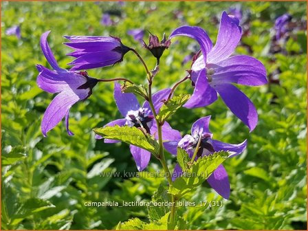 Campanula lactiflora &#039;Border Blues&#039; | Klokjesbloem | Dolden-Glockenblume