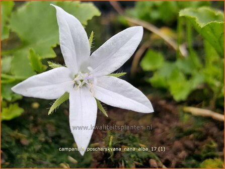 Campanula poscharskyana &#039;Nana Alba&#039; | Kruipklokje, Klokjesbloem | H&auml;ngepolster-Glockenblume