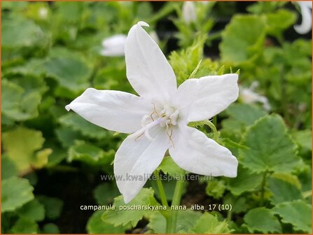 Campanula poscharskyana &#039;Nana Alba&#039; | Kruipklokje, Klokjesbloem | H&auml;ngepolster-Glockenblume