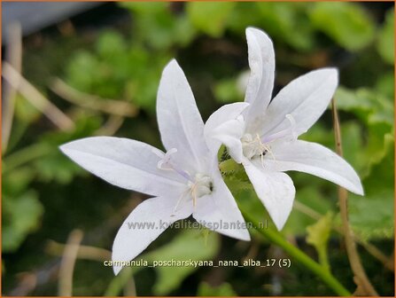 Campanula poscharskyana &#039;Nana Alba&#039; | Kruipklokje, Klokjesbloem | H&auml;ngepolster-Glockenblume