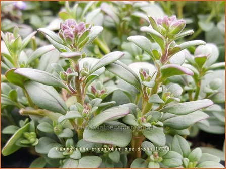 Chaenorhinum origanifolium &#039;Blue Dream&#039; | Marjoleinbekje, Dwergleeuwenbek, Kierleeuwenbek | Dostbl&auml;ttriger Orant