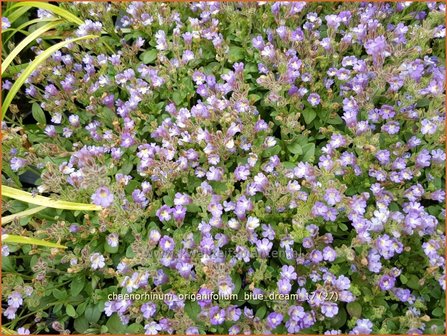 Chaenorhinum origanifolium &#039;Blue Dream&#039; | Marjoleinbekje, Dwergleeuwenbek, Kierleeuwenbek | Dostbl&auml;ttriger Orant