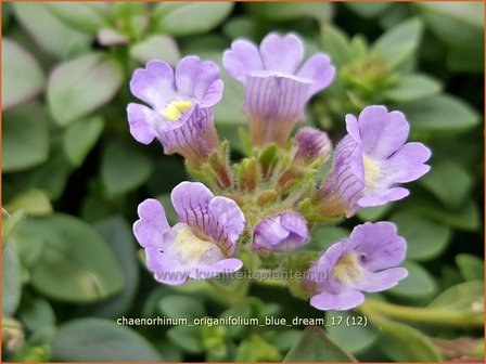 Chaenorhinum origanifolium &#039;Blue Dream&#039; | Marjoleinbekje, Dwergleeuwenbek, Kierleeuwenbek | Dostbl&auml;ttriger Orant