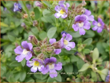 Chaenorhinum origanifolium &#039;Blue Dream&#039; | Marjoleinbekje, Dwergleeuwenbek, Kierleeuwenbek | Dostbl&auml;ttriger Orant