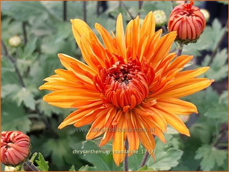 Chrysanthemum &#039;Mandarine&#039; | Tuinchrysant, Chrysant | Chrysantheme