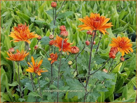 Chrysanthemum &#039;Mandarine&#039; | Tuinchrysant, Chrysant | Chrysantheme