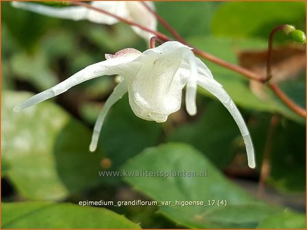 Epimedium grandiflorum var. higoense | Elfenbloem | Gro&szlig;bl&uuml;tige Elfenblume