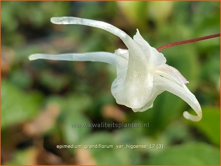 Epimedium grandiflorum var. higoense | Elfenbloem | Gro&szlig;bl&uuml;tige Elfenblume