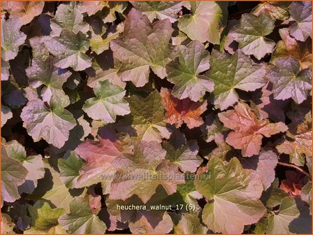 Heuchera &#039;Walnut&#039; | Purperklokje | Purpurgl&ouml;ckchen