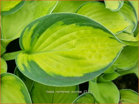 Hosta &#039;Rainforest Sunrise&#039; | Hosta, Hartlelie, Funkia | Funkie